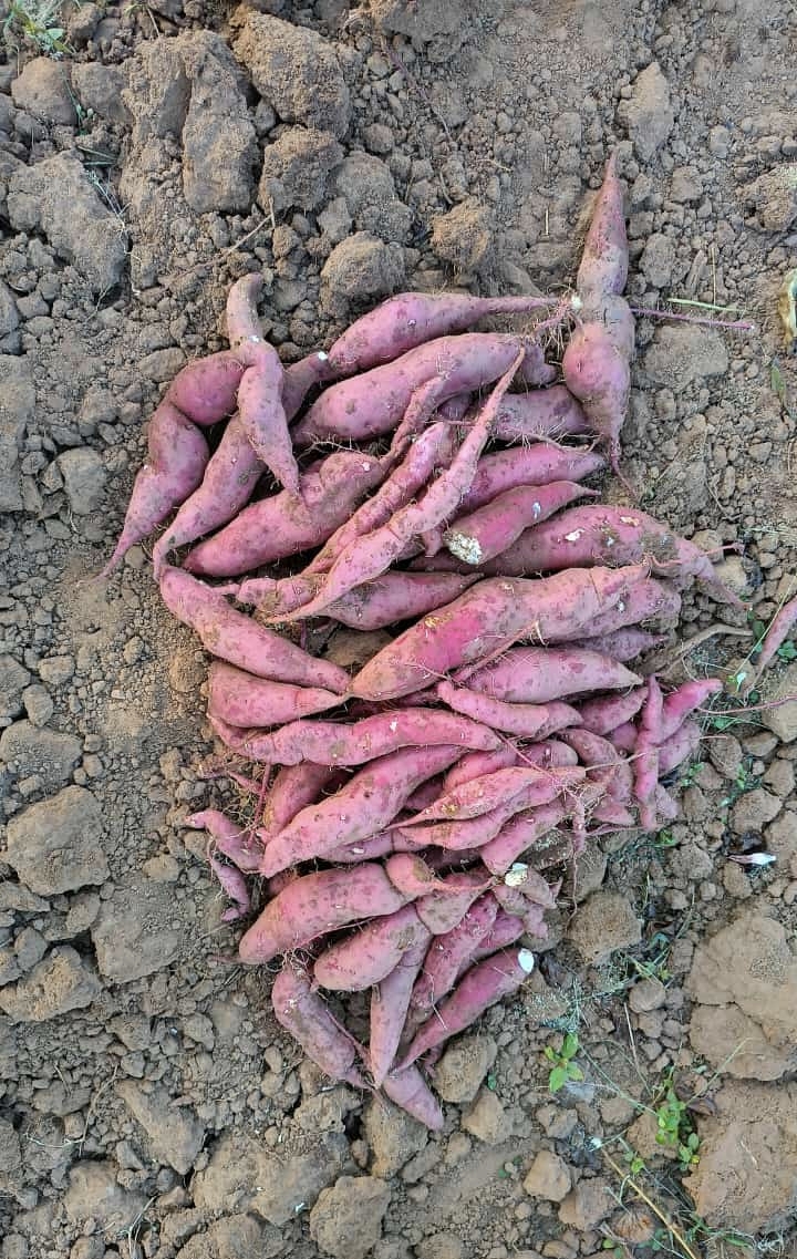 Sweet Potato