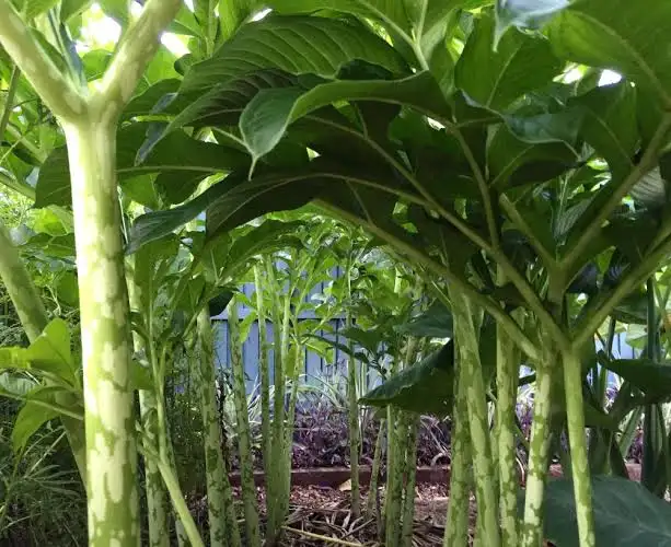 Elephant Foot Yam (Suran)